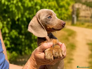 Teckel Miniatura perros Teckel Mini Pelo Corto Isabella - Anuncio 12