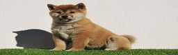 Shiba Inu perros en venta: Cachorros de Shiba Inu en Madrid - Anuncio 5