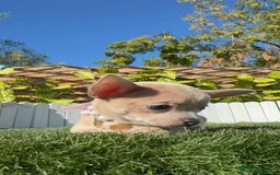 Chihuahua perros en venta: CHIHUAHUA HEMBRA - Anuncio 23