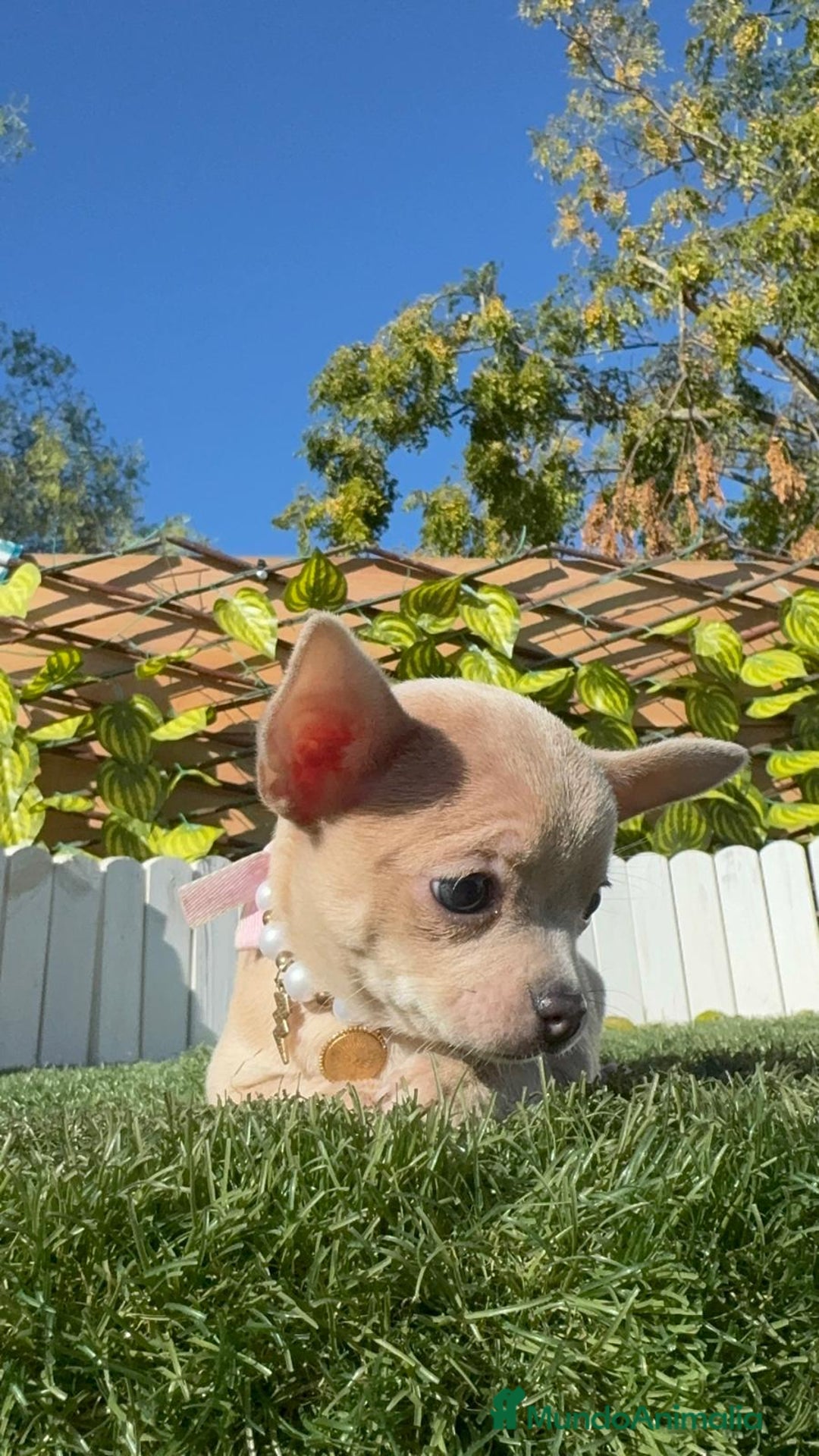 Chihuahua perros en venta: CHIHUAHUA HEMBRA - Anuncio 23