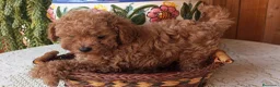 Caniche Toy perros en venta: Precioso caniche toy rojo - Anuncio 1