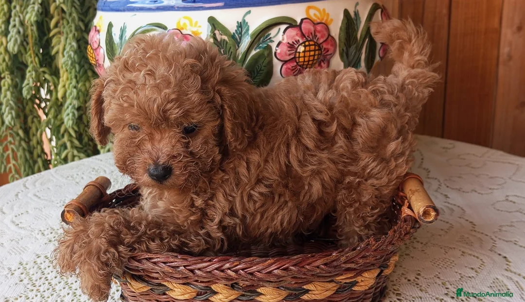 Caniche Toy perros en venta: Precioso caniche toy rojo - Anuncio 1