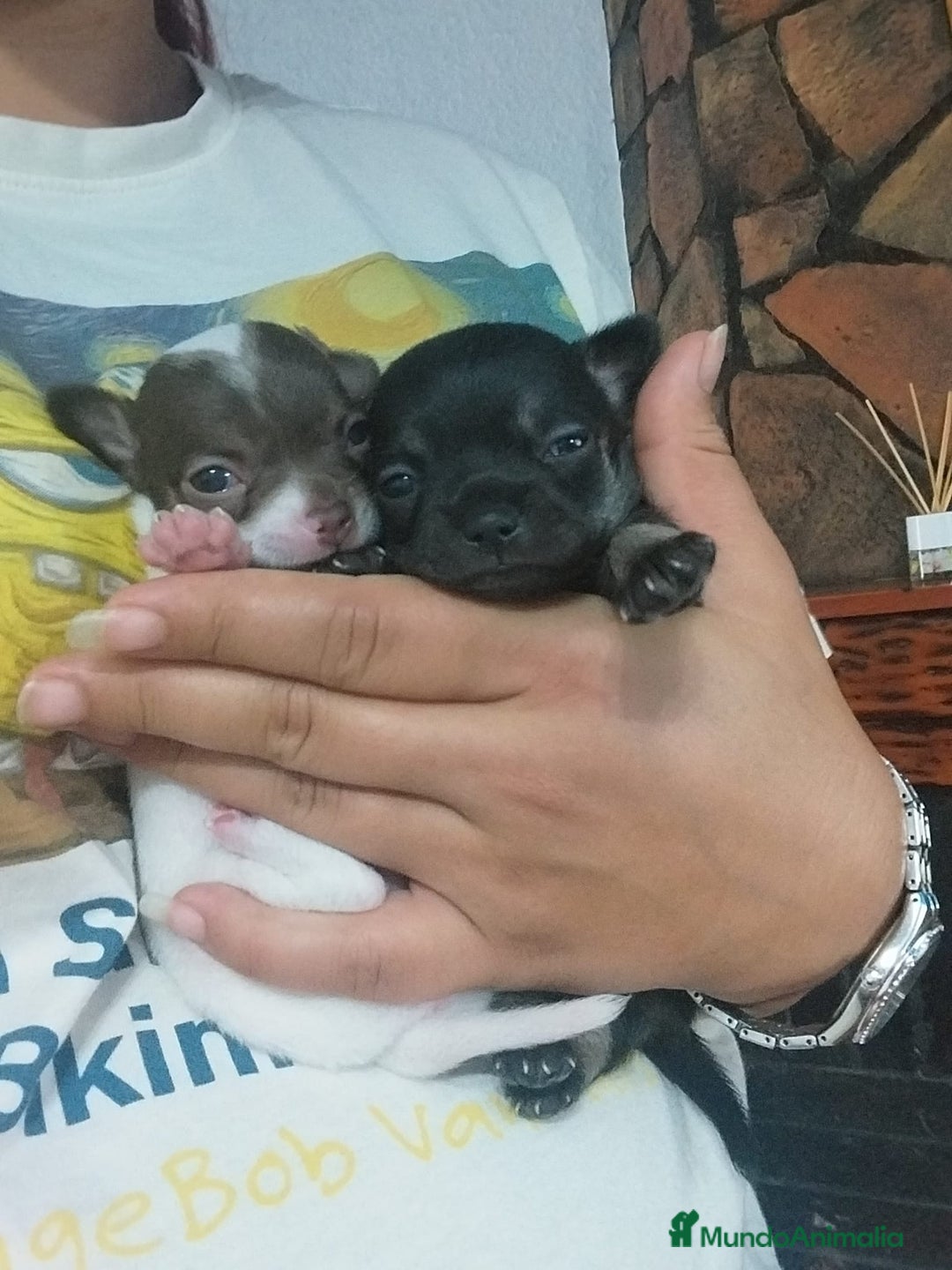 Chihuahua perros en venta: Chihuahua Toy hembras  - Imagen 3