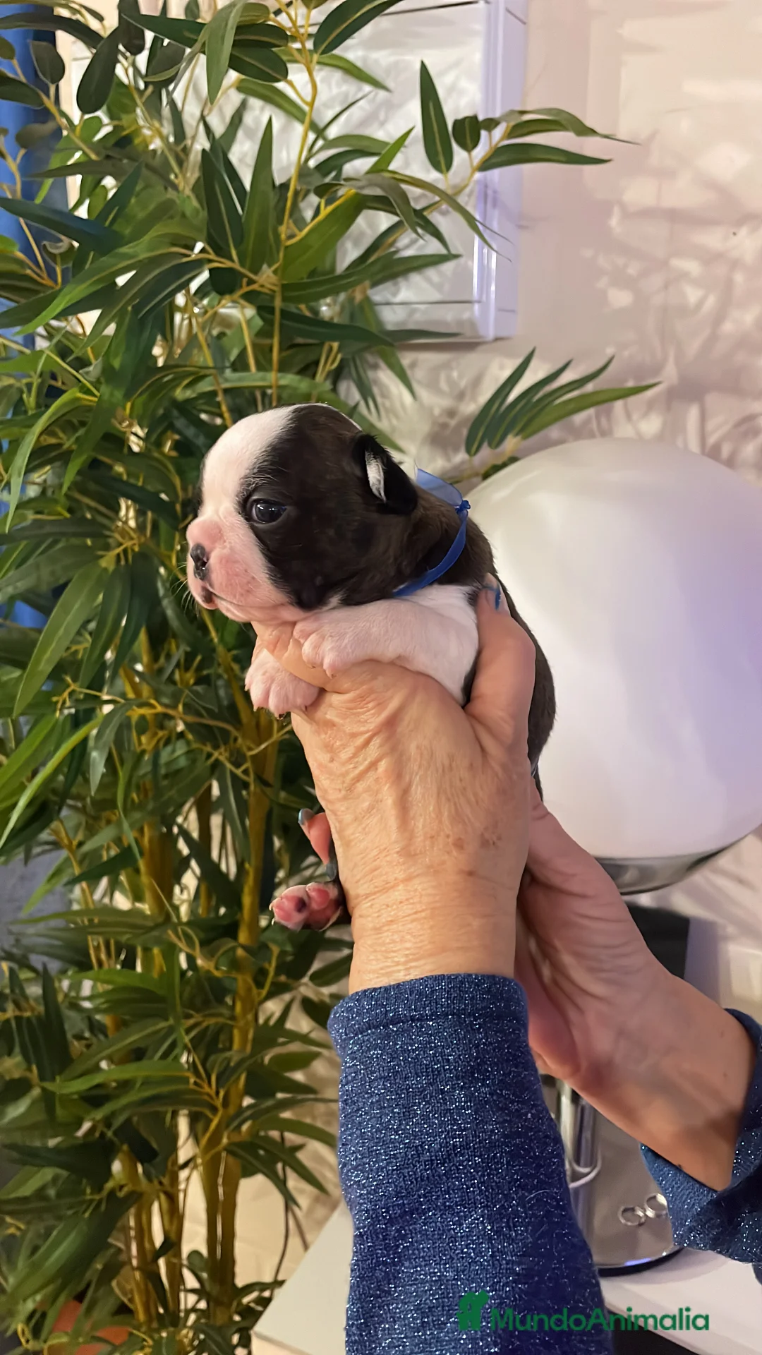 Boston Terrier perros en venta: Boston Terrier cachorros - Anuncio 5
