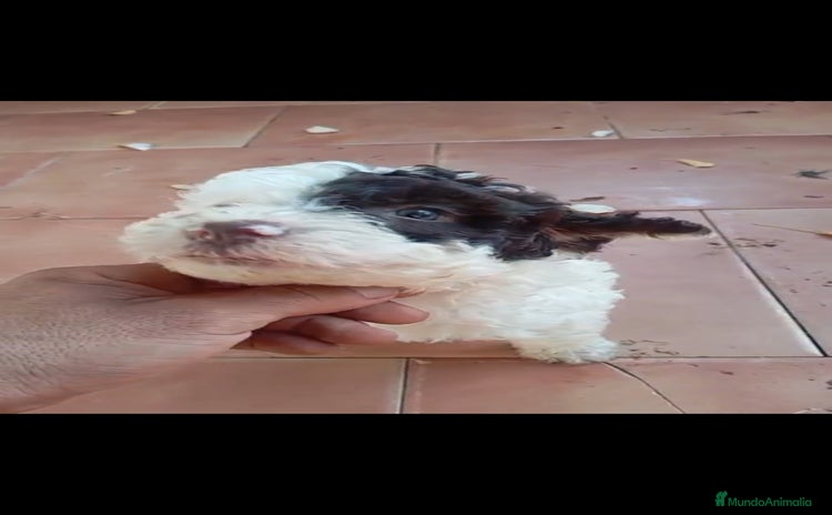 Perro de Agua Español perros - Anuncio 1