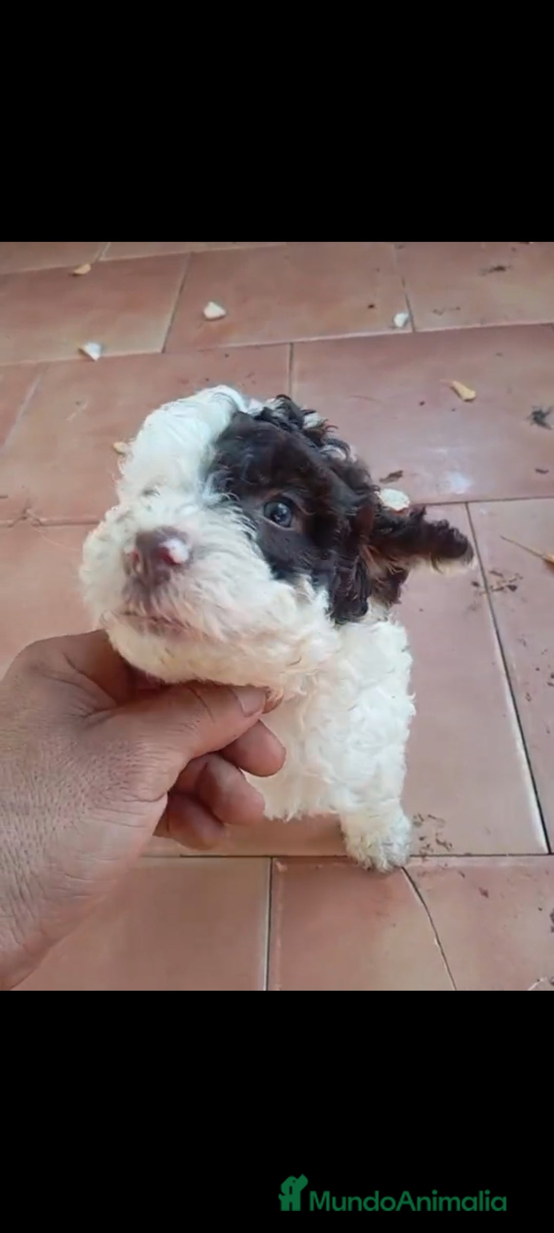 Perro de Agua Español perros en venta: Perro de agua  - Imagen 1