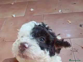 Perro de Agua Español perros - Anuncio 2