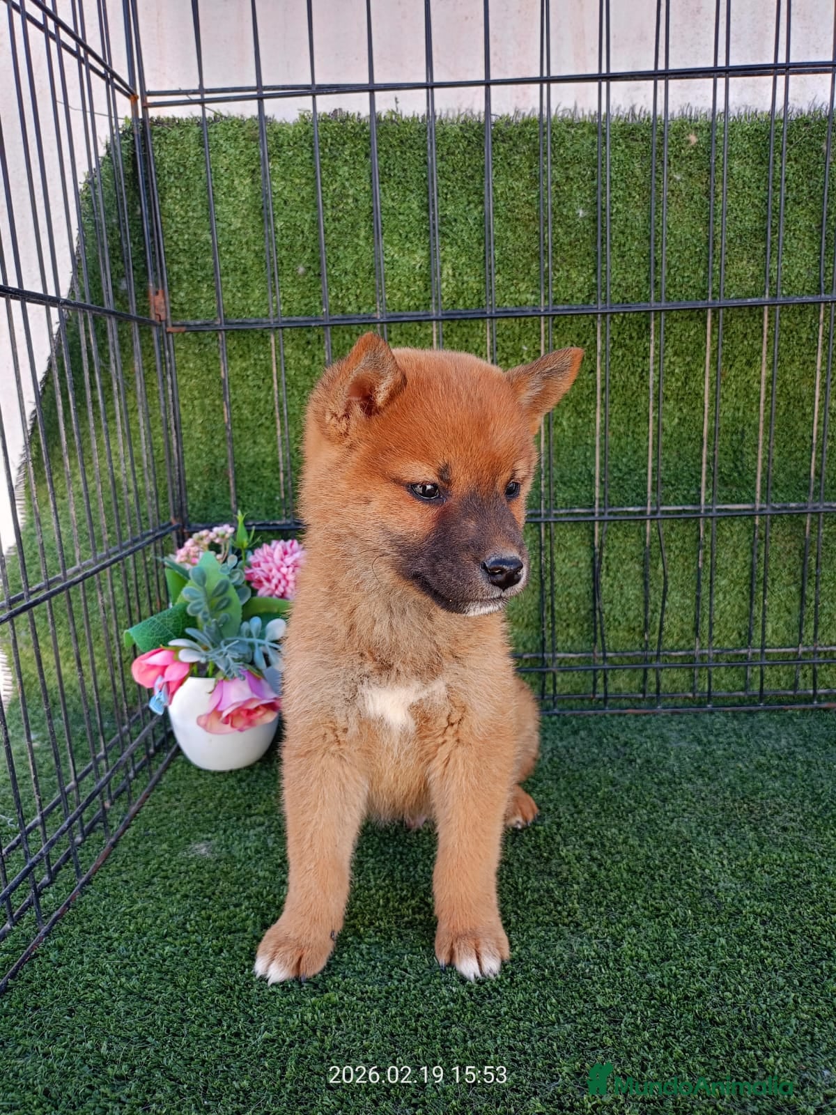 Shiba Inu perros CACHORROS SHIBA INU - Anuncio 3