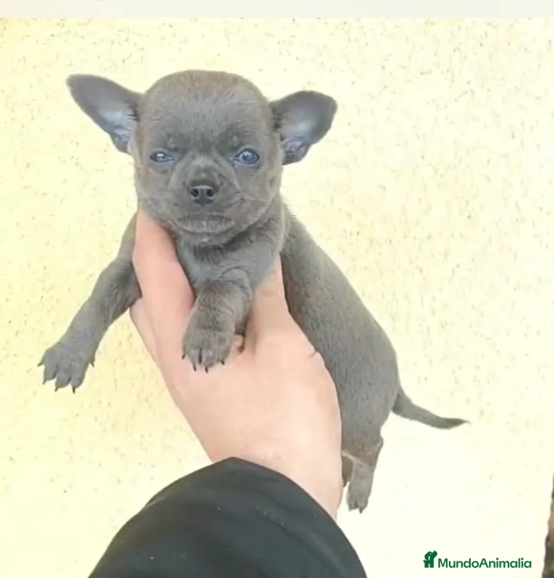 Chihuahua perros en venta: Chihuhua macho  - Anuncio 1