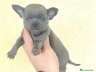 Chihuahua perros Chihuhua macho - Anuncio 1