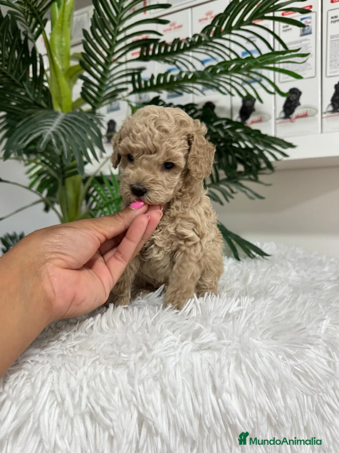 Caniche Enano perros en venta: CANICHE ENANO - Anuncio 28
