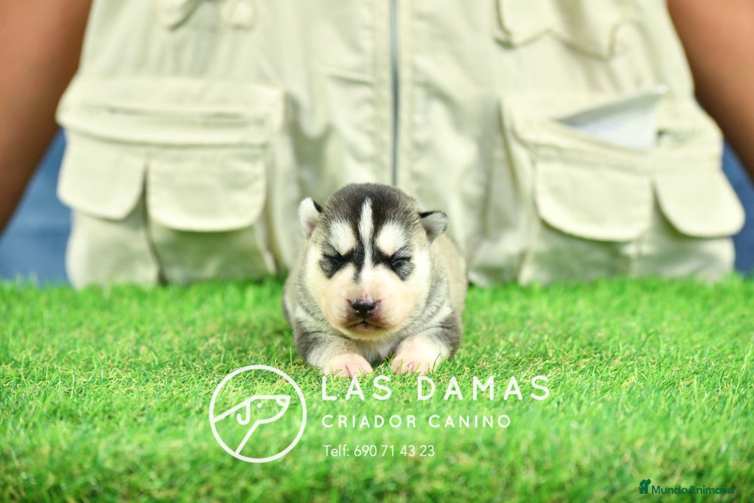 Husky Siberiano perros en venta: Husky siberiano disponibles - Imagen 1
