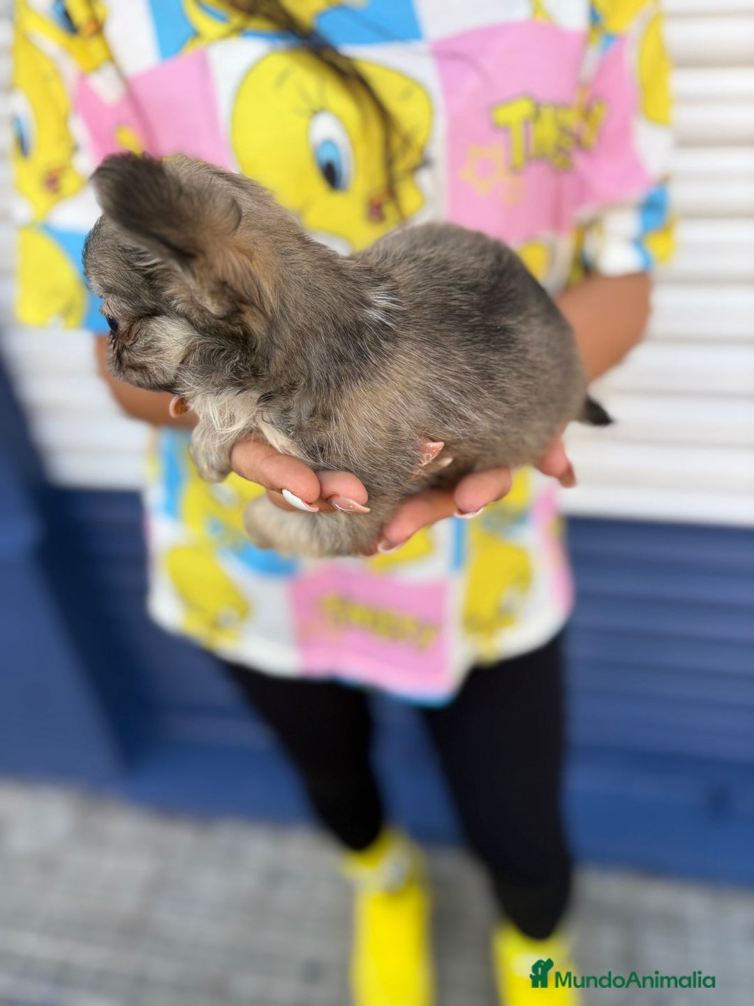 Chihuahua perros en venta: Impresionante chihuahua pelo largo - Imagen 12