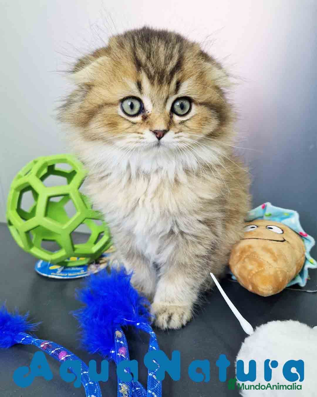 Scottish Straight gatos Scottish Fold Longhair Macho 1854 AQUANATURA - Anuncio 1