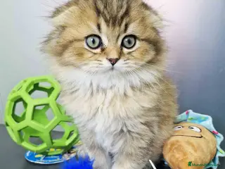 Scottish Straight gatos Scottish Fold Longhair Macho 1854 AQUANATURA - Anuncio 1