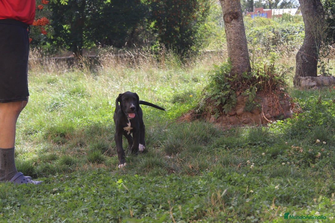 Dogo Alemán perros en venta: Gran danés/ dogo aleman hembra disponible  - Imagen 4
