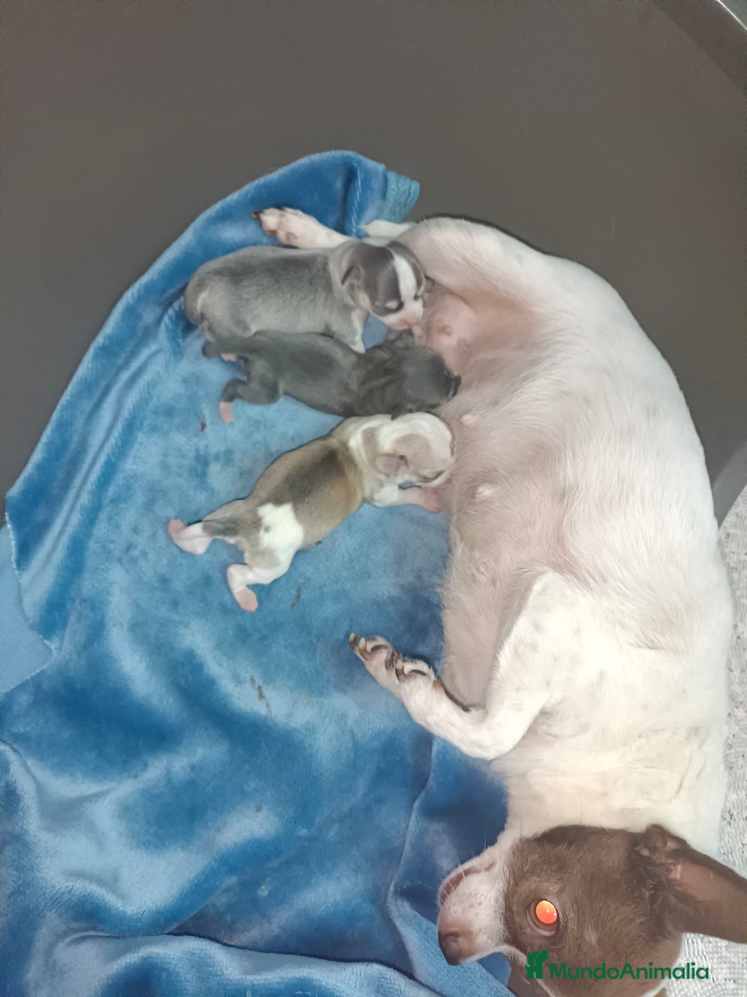 Chihuahua perros en venta: Chihuahua mini toy  - Imagen 14