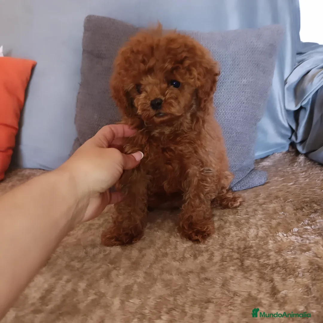 Caniche Toy perros en venta: Caniche toy en Badajoz - Anuncio 4