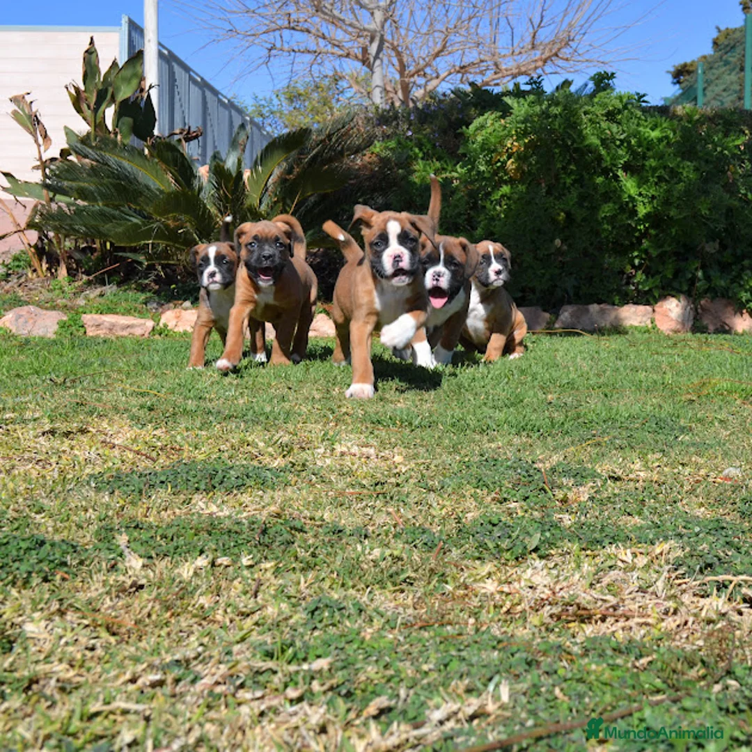 Boxer perros en venta: BOXER - Anuncio 4