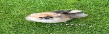 Pomerania Cachorro 1