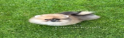 Pomerania perros en venta: 🧸 Auténtico Lulu de Pomerania Mini  - Anuncio 5