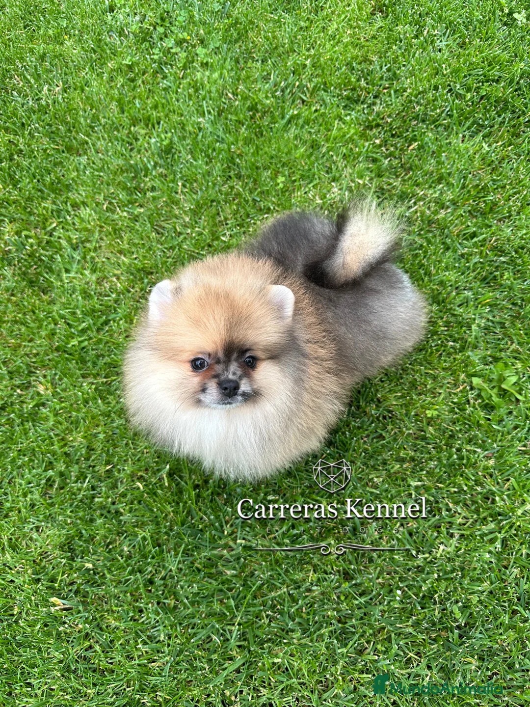 Pomerania perros en venta: 🧸 Auténtico Lulu de Pomerania Mini  - Anuncio 5