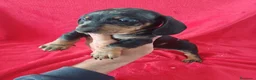 Teckel Miniatura perros en venta: Teckel Mini Arlequin  - Anuncio 2