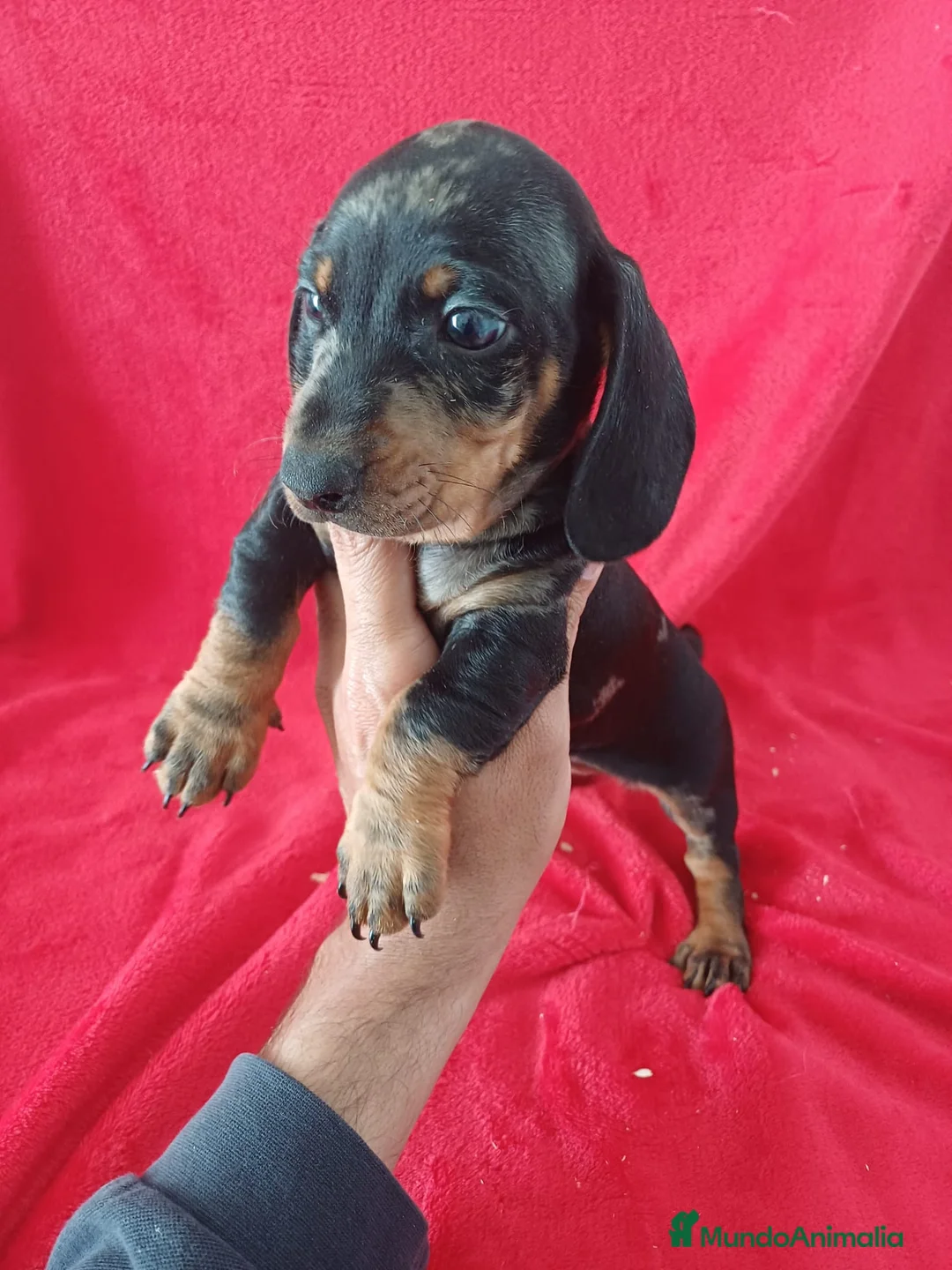 Teckel Miniatura perros en venta: Teckel Mini Arlequin  - Anuncio 2