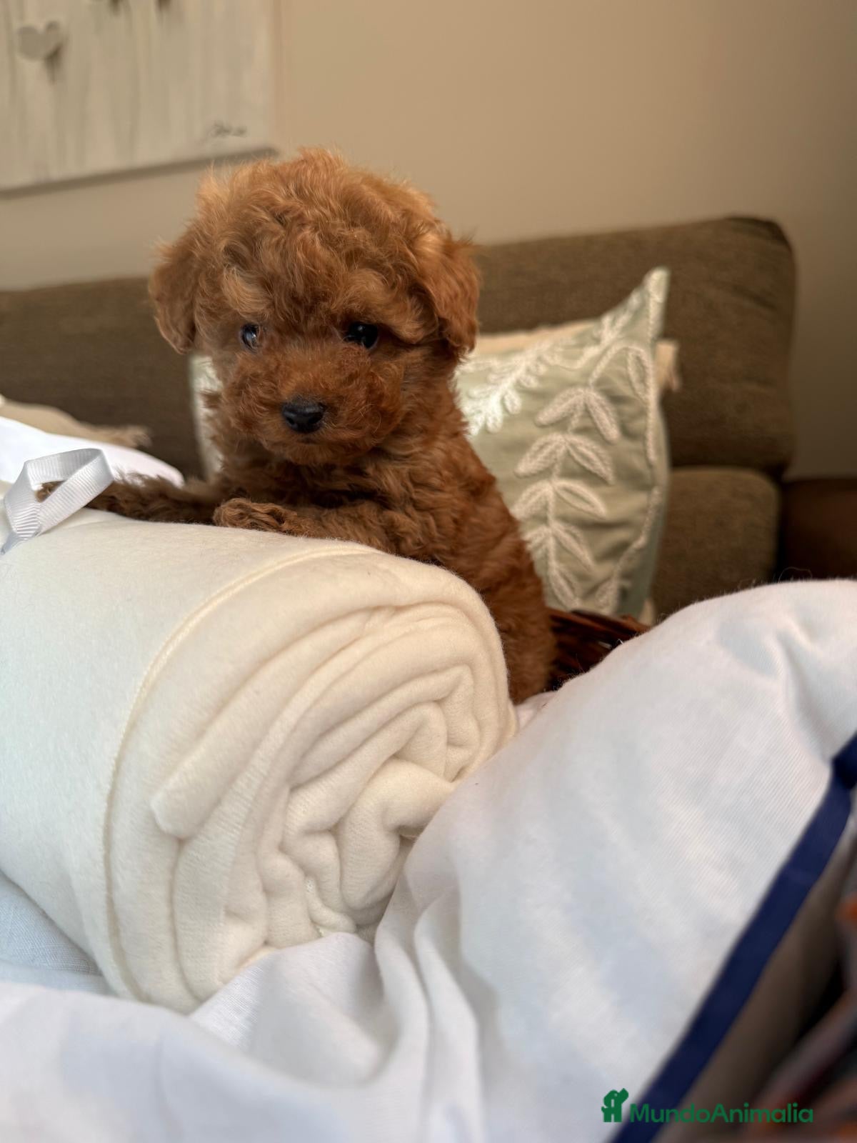 Caniche Toy perros Caniche Toy líneas Asiáticas  - Anuncio 1