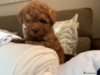 Caniche Toy perros Caniche Toy líneas Asiáticas - Anuncio 1