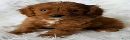 Cavapoo perros en venta: CAVAPOO CALIDAD MUY ROJOS - Anuncio 6