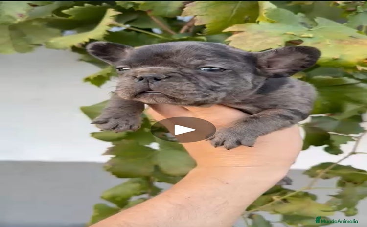 Bulldog Francés perros - Anuncio 1
