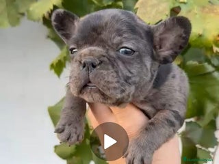 Bulldog Francés perros - Anuncio 1