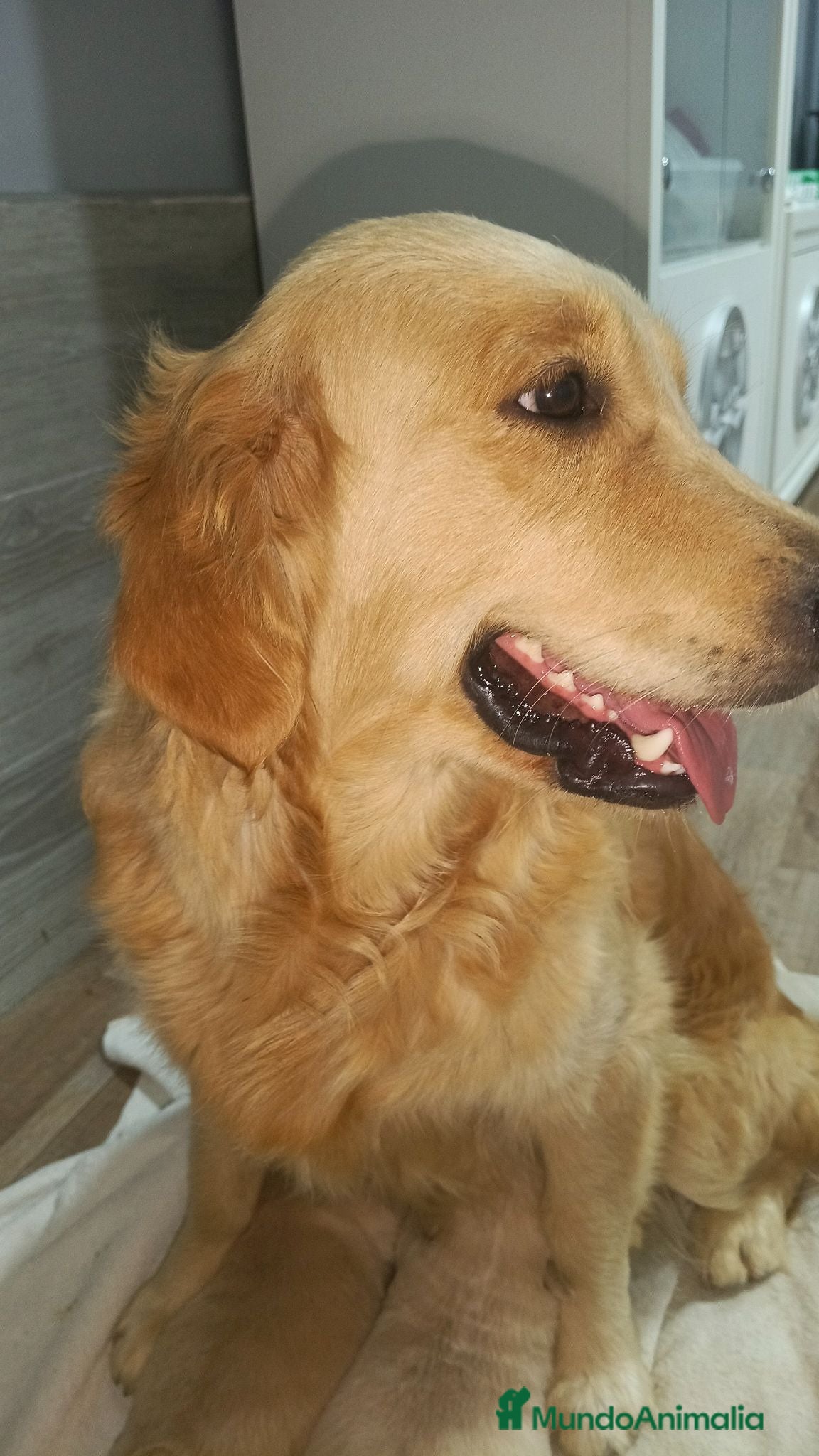 Golden Retriever perros Golden Retriever  - Anuncio 2