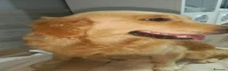Golden Retriever perros en venta: Golden Retriever  - Anuncio 1