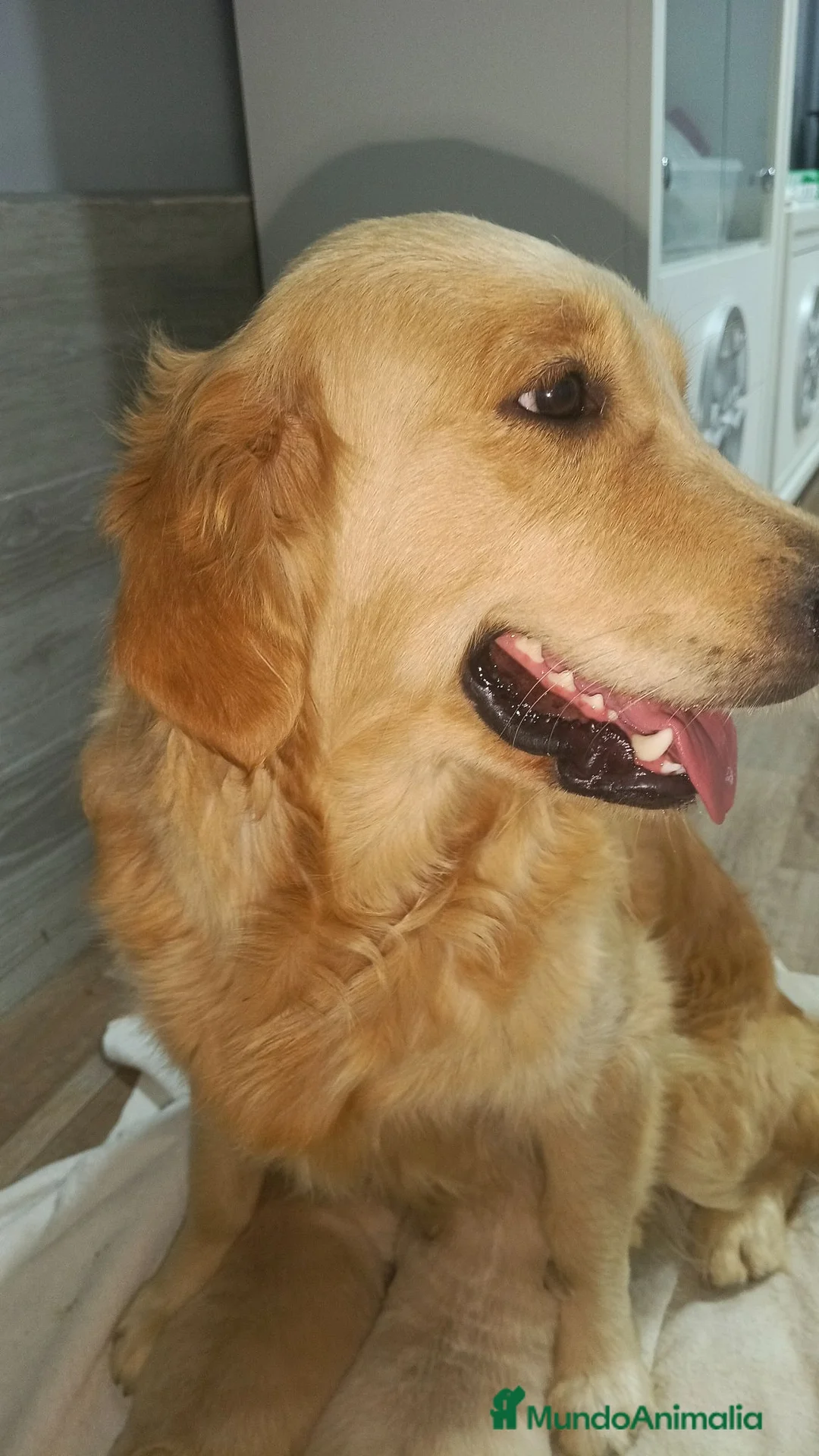 Golden Retriever perros en venta: Golden Retriever  - Anuncio 1