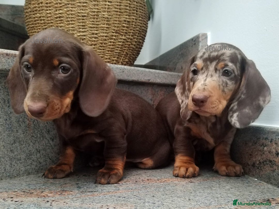 Teckel Miniatura perros en venta: Teckel miniatura  - Imagen 1