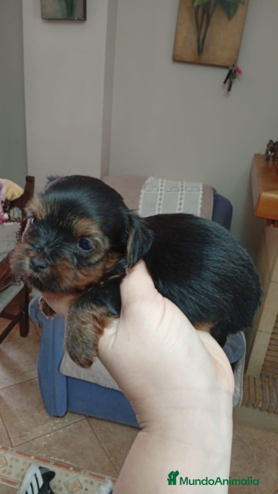 Yorkshire Terrier perros Yorkshire Terrier  - Anuncio 3