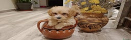 Maltipoo perros en venta: maltipoo - Anuncio 2