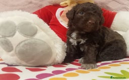 Perro de Agua Español perros en venta: PRECIOSOS CACHORROS PERRO DE AGUA - Anuncio 2