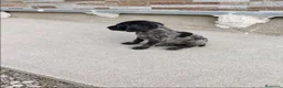 Braco Alemán de Pelo Corto perros en venta: Impresionantes Braco alemán  - Anuncio 9