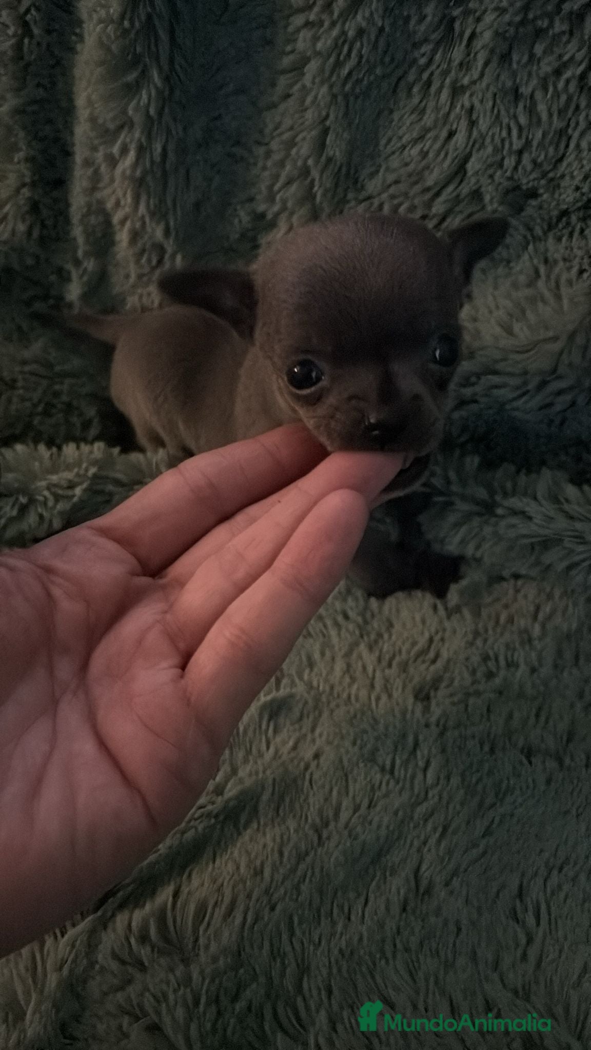 Chihuahua perros Hembra micro blue - Anuncio 1