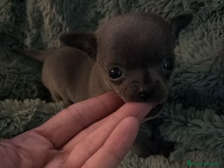 Chihuahua perros Hembra micro blue - Anuncio 2
