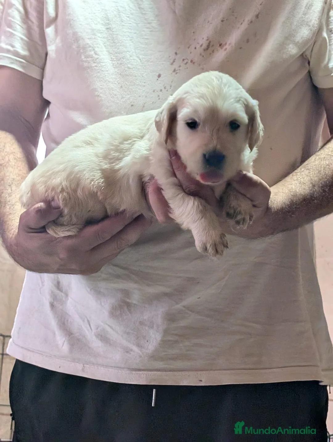 Golden Retriever perros en venta: Golden retriever  - Anuncio 2
