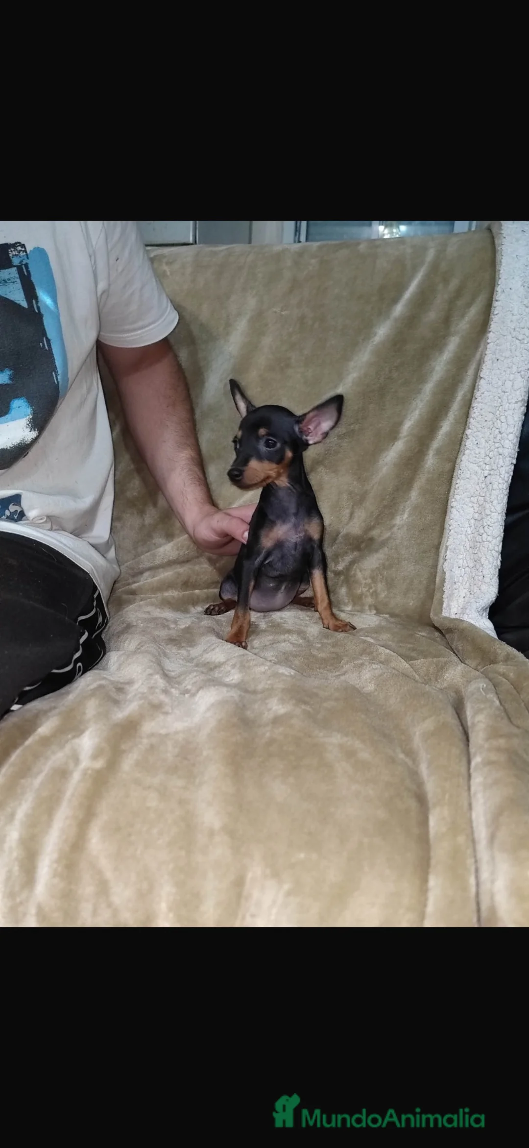 Pinscher Miniatura perros en venta: Pinscher miniatura negros fuego🐶🐾 - Anuncio 6