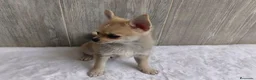 Chihuahua perros en venta: CHIHUAHUA - Anuncio 2