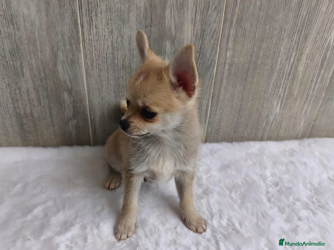 Chihuahua perros en venta: CHIHUAHUA - Anuncio 2