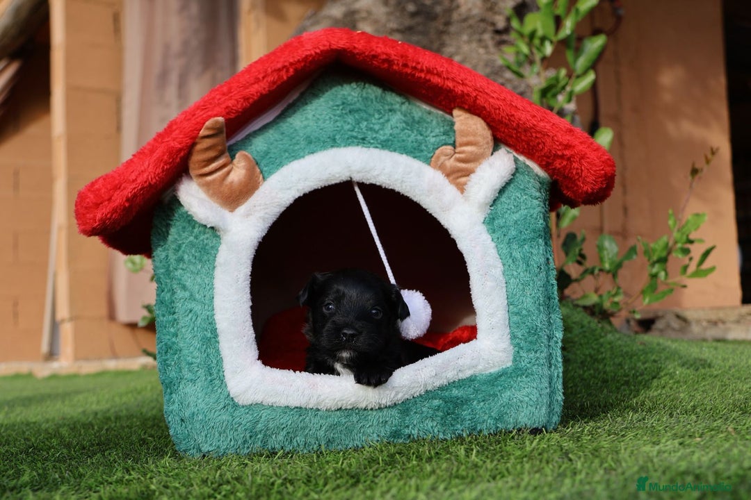 Bichón Habanero perros en venta: Camada de los Reyes Magos - Anuncio 25