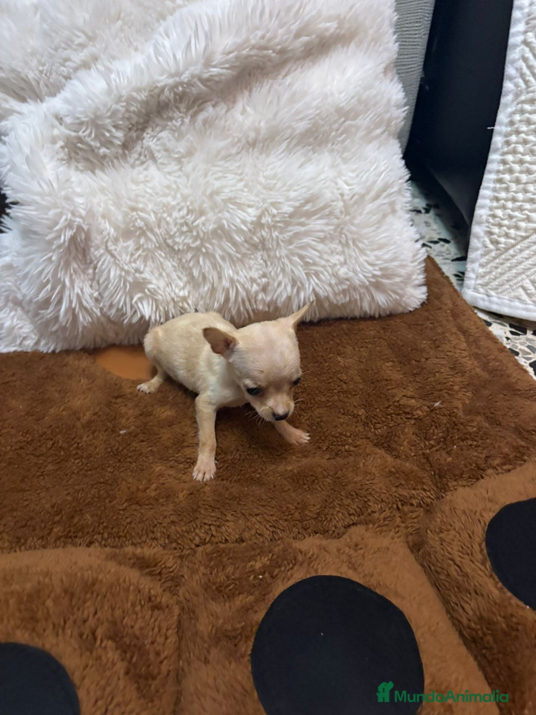 Ratón de Praga perros en venta: Hembrita de ratón de Praga  - Imagen 7