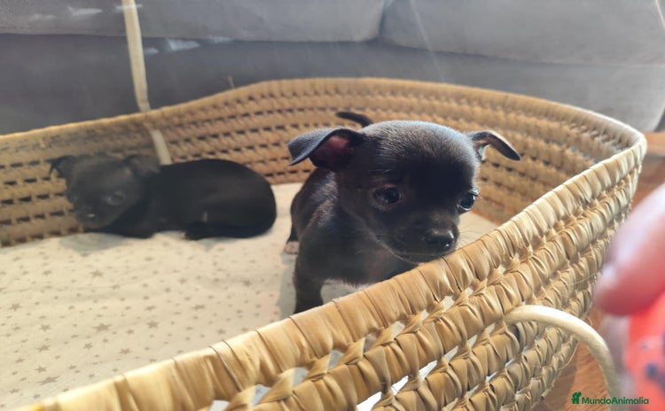 Chihuahua perros - Anuncio 9